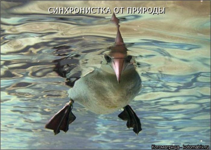 Лучшие котоматрицы недели