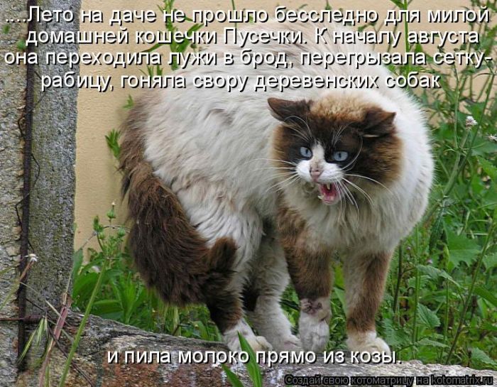 Лучшие котоматрицы недели
