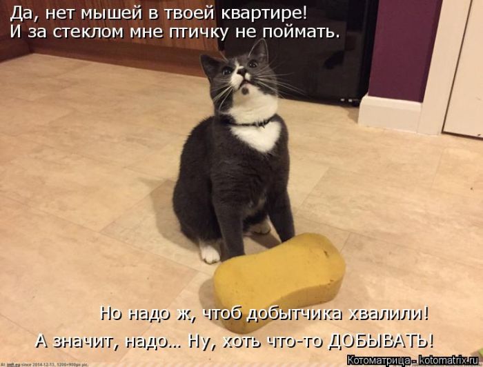 Лучшие котоматрицы недели