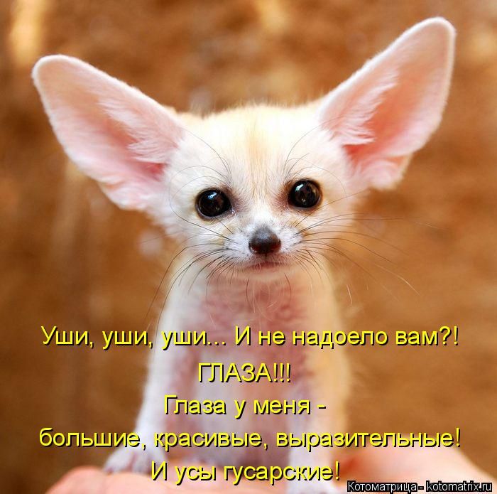 Лучшие котоматрицы недели