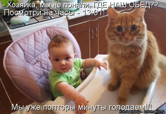 Лучшие котоматрицы недели