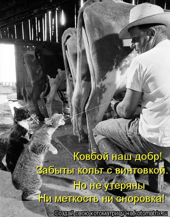 Лучшие котоматрицы недели