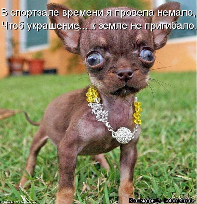 Лучшие котоматрицы недели