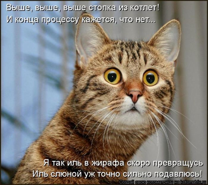 Лучшие котоматрицы недели