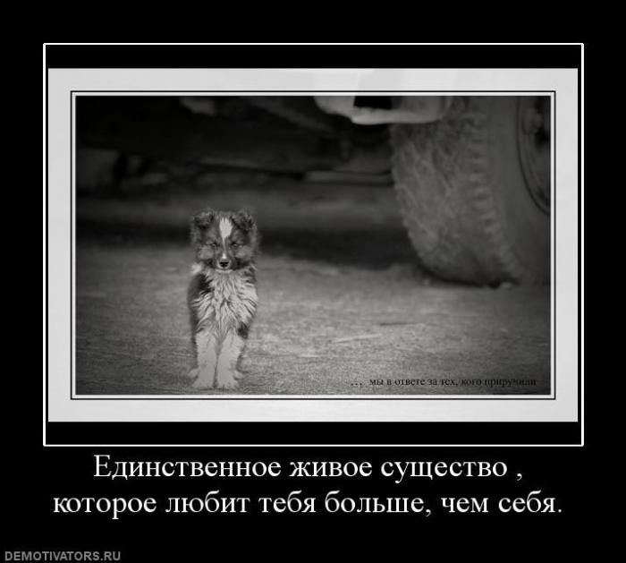 Демотиваторы (73 фото)