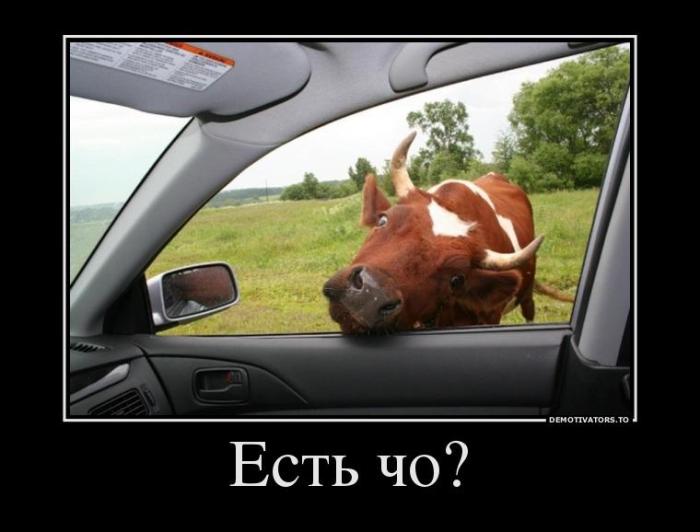 Демотиваторы (73 фото)