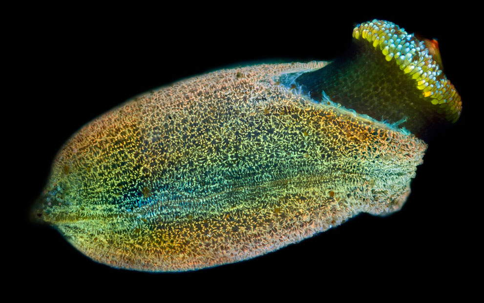 Под микроскопом (24 фото)