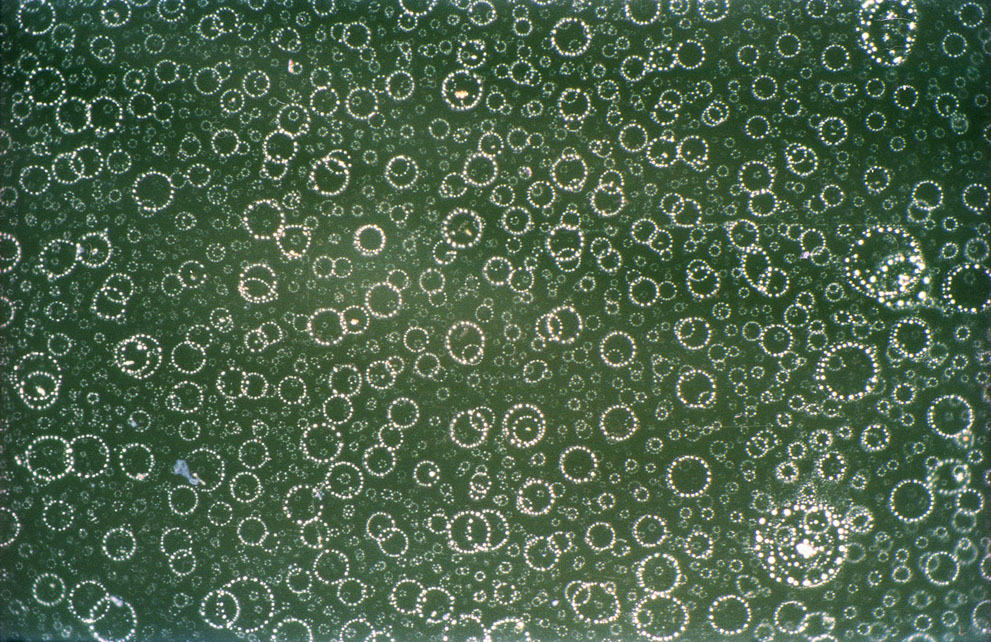 Под микроскопом (24 фото)