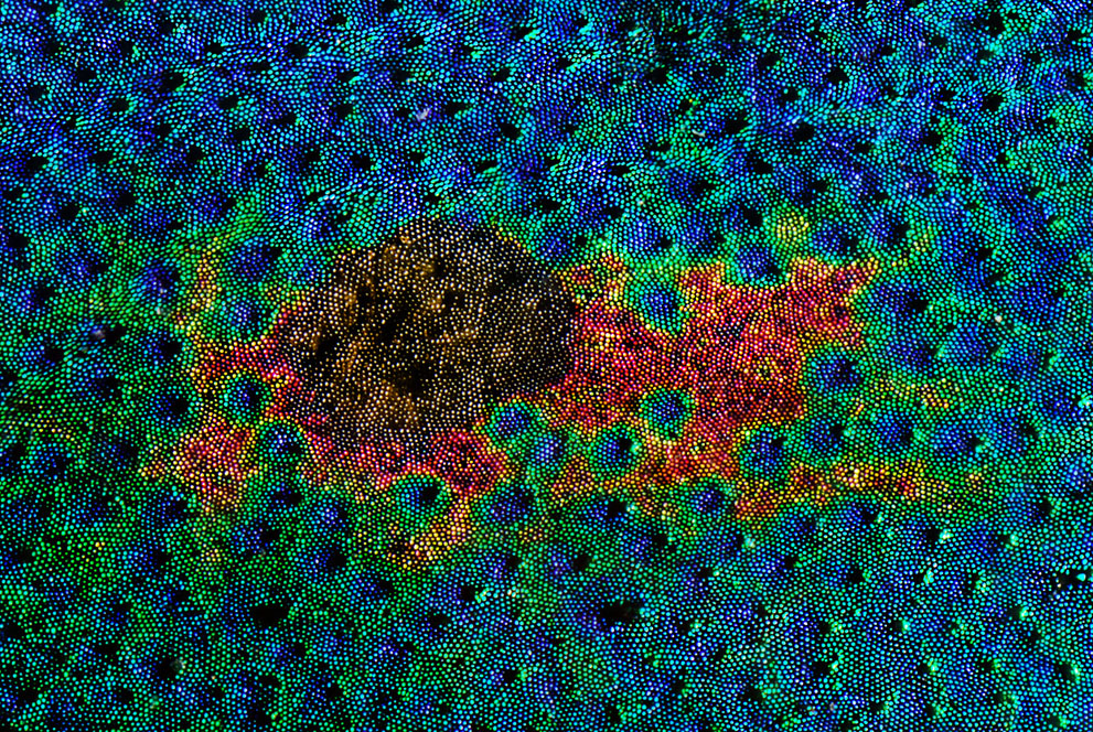 Под микроскопом (24 фото)
