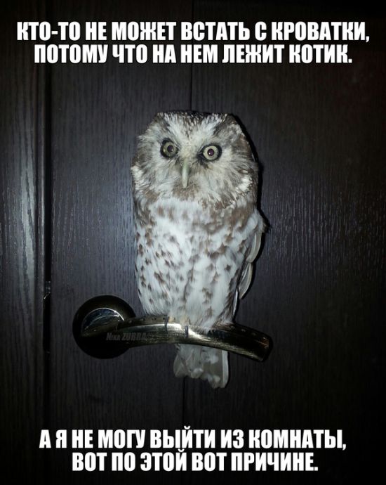 Порция картинок
