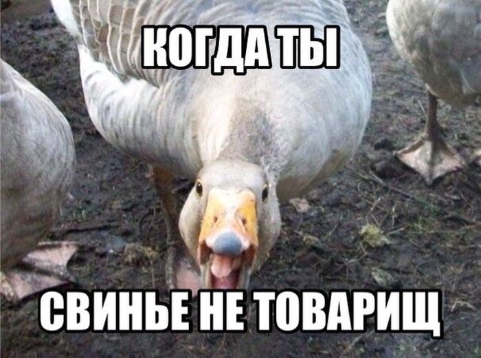 Порция картинок