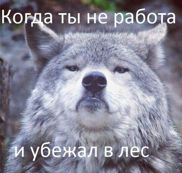 Порция картинок