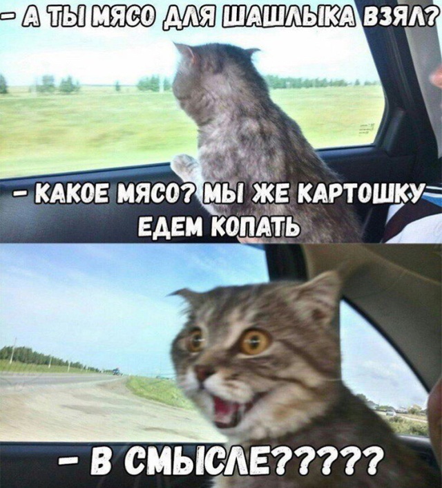 Прикольные картинки