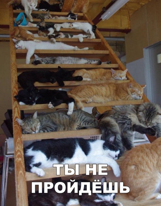Прикольные картинки
