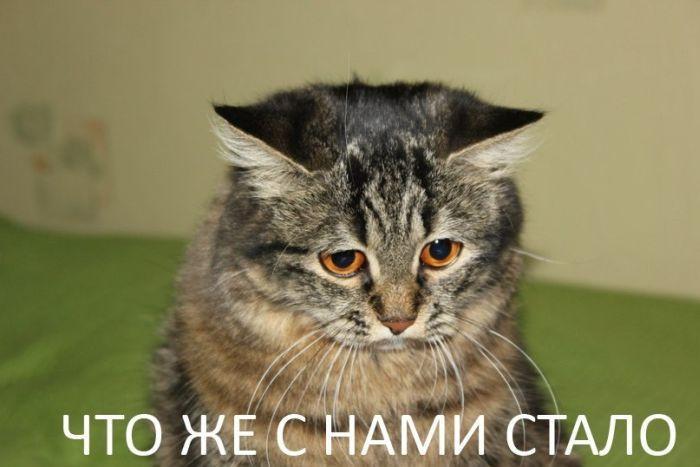 Прикольные картинки (64 фото)
