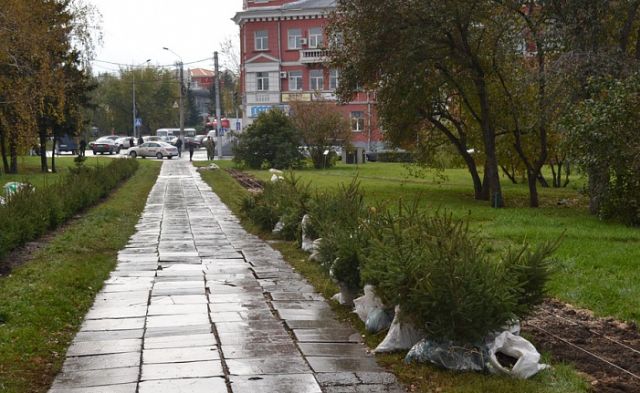 В Барнауле из сквера у Мемориала Славы похитили 22 молодые ели