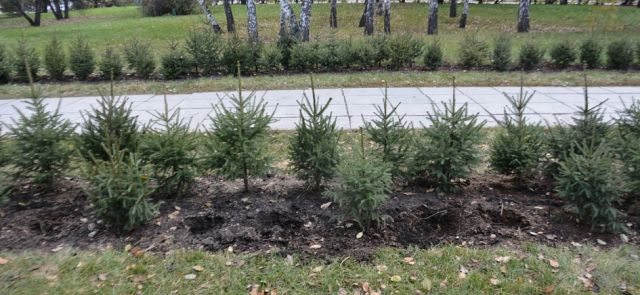 В Барнауле из сквера у Мемориала Славы похитили 22 молодые ели