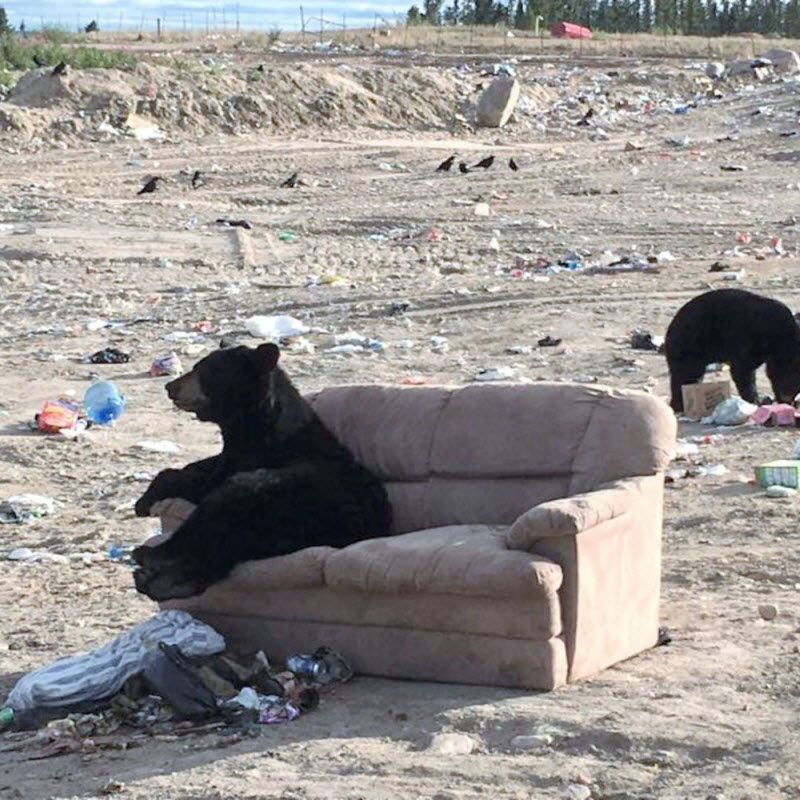 Тем временем в Канаде...
