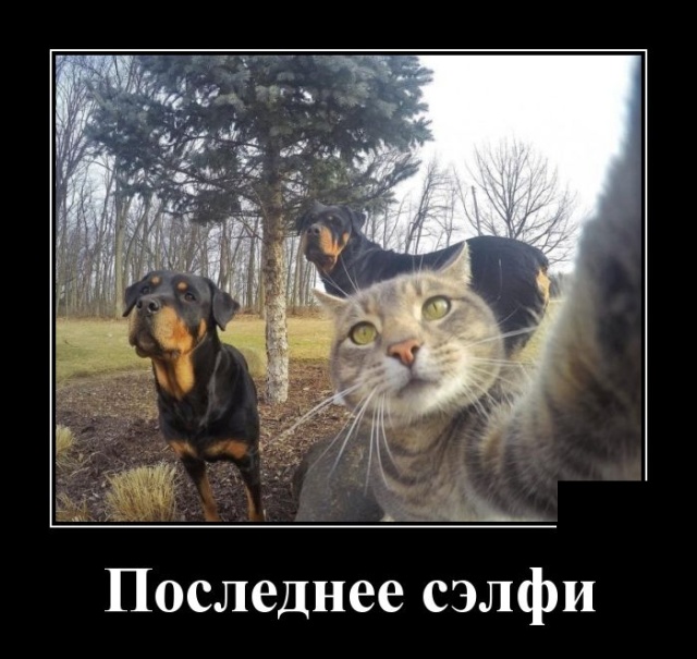 Демотиваторы
