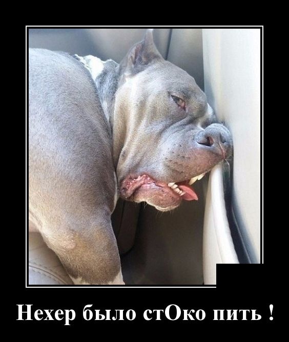 Демотиваторы