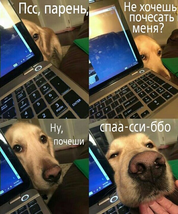 Порция картинок