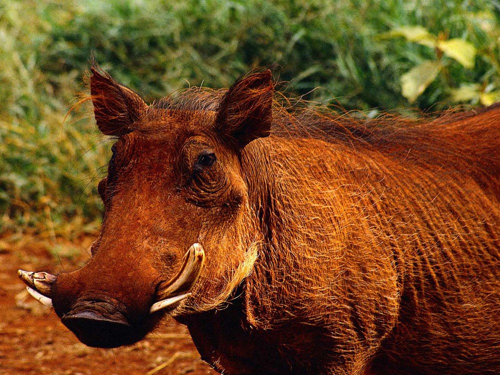 Забавные и симпатичные животные 