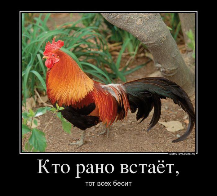 Демотиваторы
