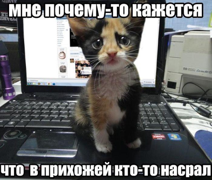 Прикольные картинки