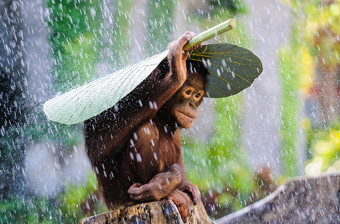 Международный конкурс Sony World Photography Awards 2015