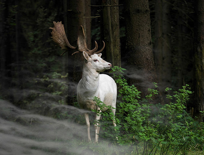 Международный конкурс Sony World Photography Awards 2015