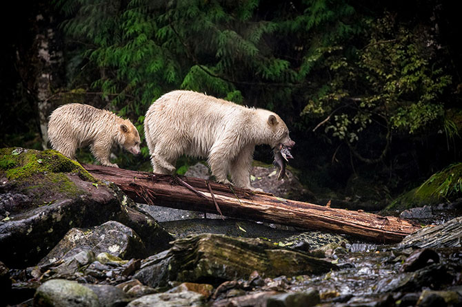 Международный конкурс Sony World Photography Awards 2015