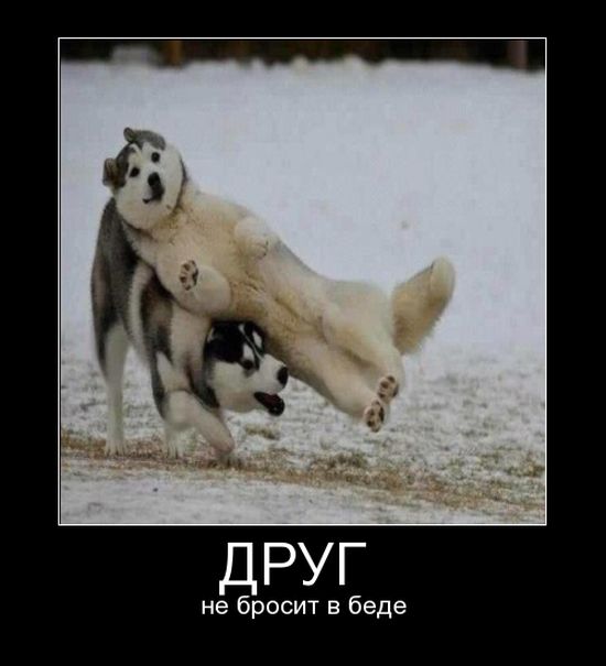 Демотиваторы