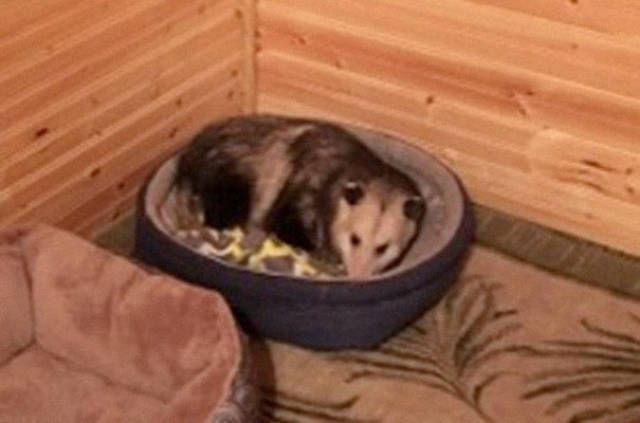 Хитрый опоссум прикинулся кошкой