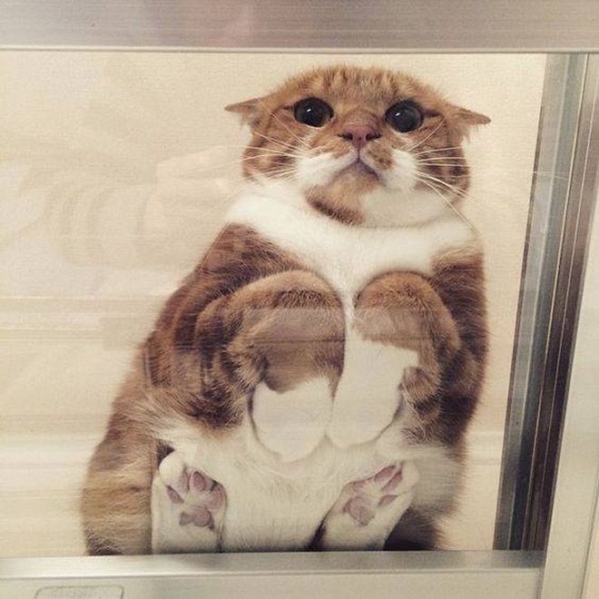 Забавный симбиоз котов и стеклянных столов