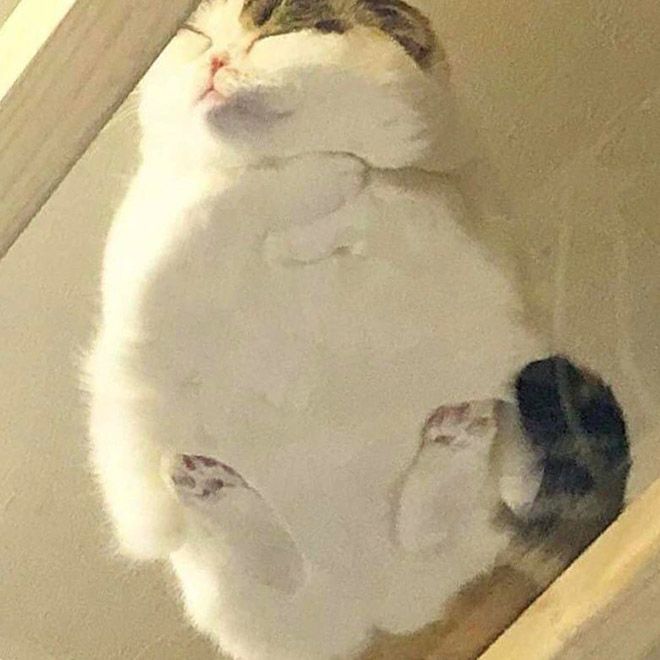Забавный симбиоз котов и стеклянных столов