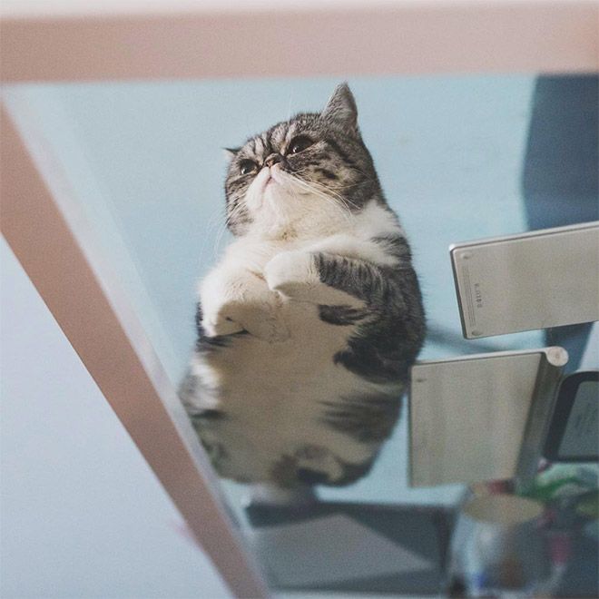 Забавный симбиоз котов и стеклянных столов