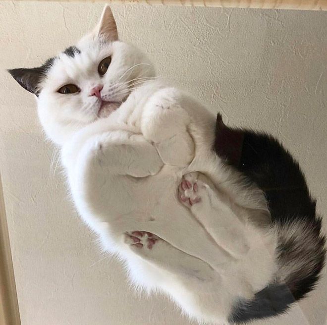 Забавный симбиоз котов и стеклянных столов