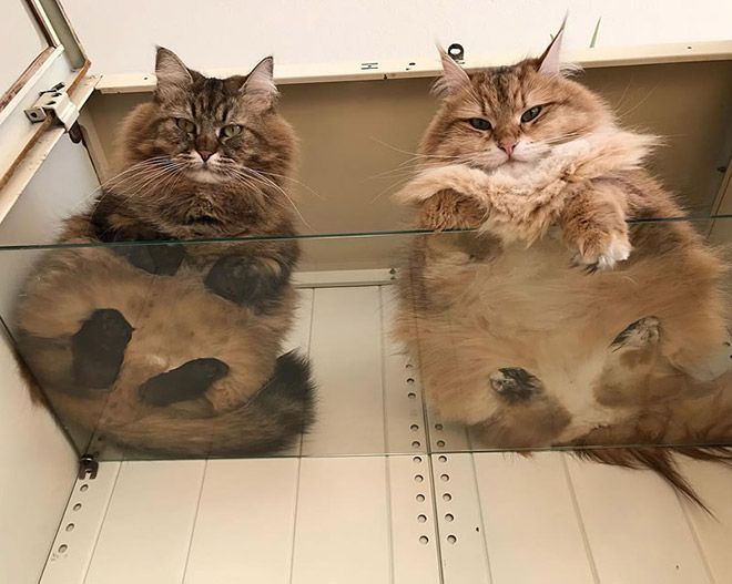 Забавный симбиоз котов и стеклянных столов