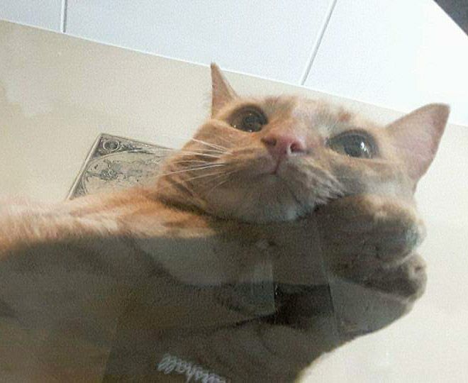 Забавный симбиоз котов и стеклянных столов