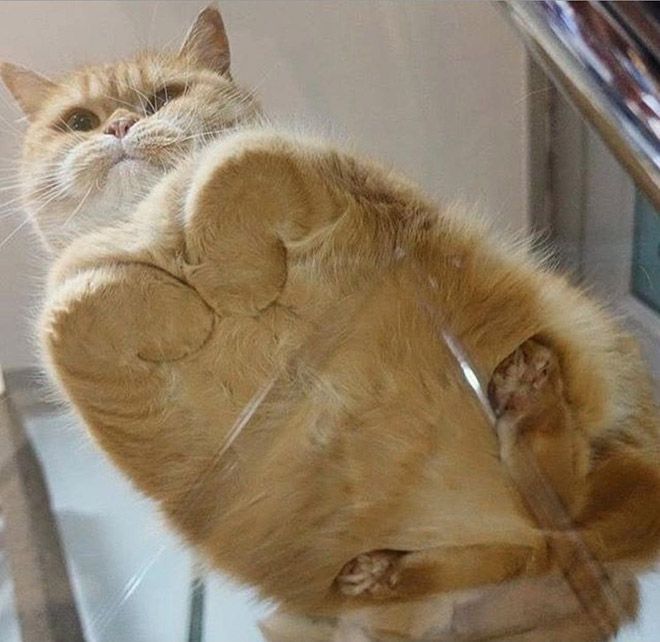 Забавный симбиоз котов и стеклянных столов