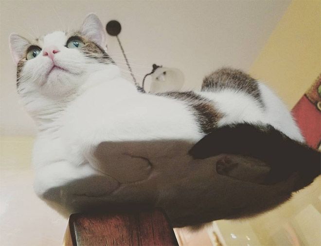 Забавный симбиоз котов и стеклянных столов