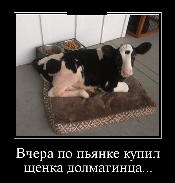 Демотиваторы