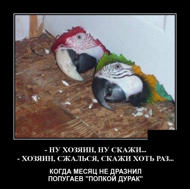 Демотиваторы