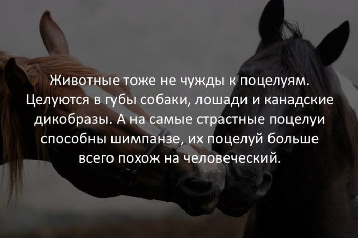 Интересные факты обо всем на свете