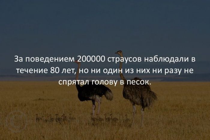 Интересные факты обо всем на свете