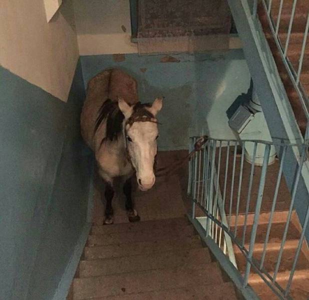 Фото, которые возможно было сделать только в России. Часть 54
