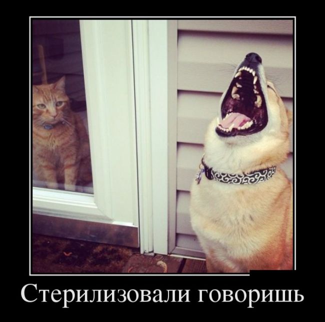 Демотиваторы