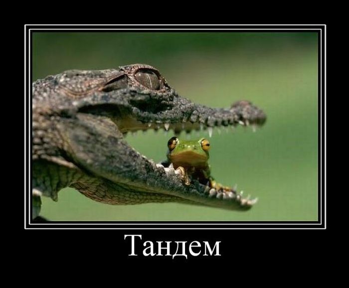 Демотиваторы