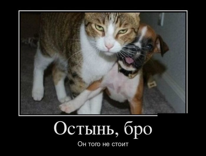 Демотиваторы