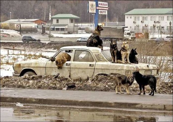 Дорожный юмор